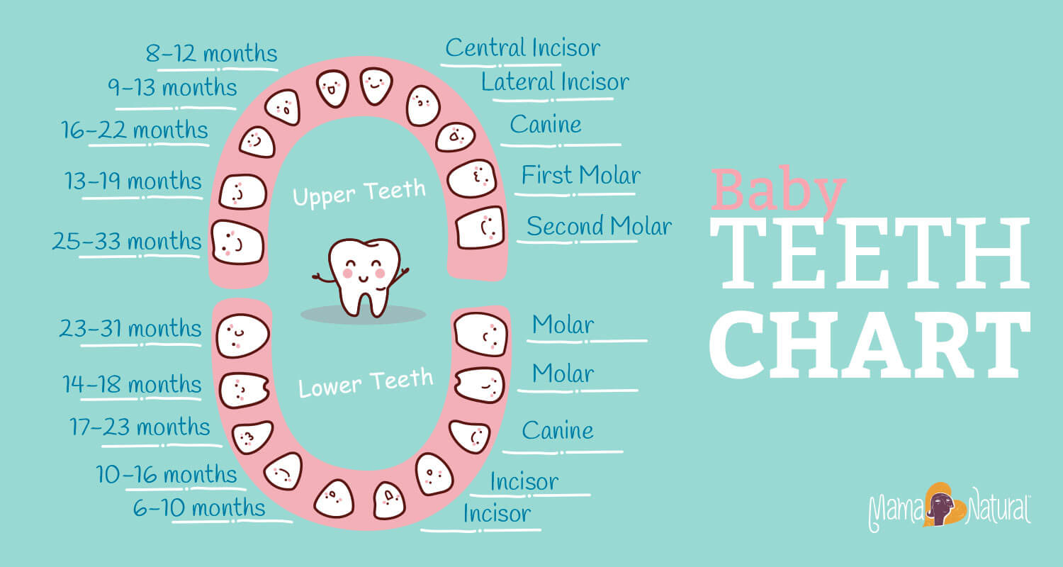 Baby Teething Chart | amulette