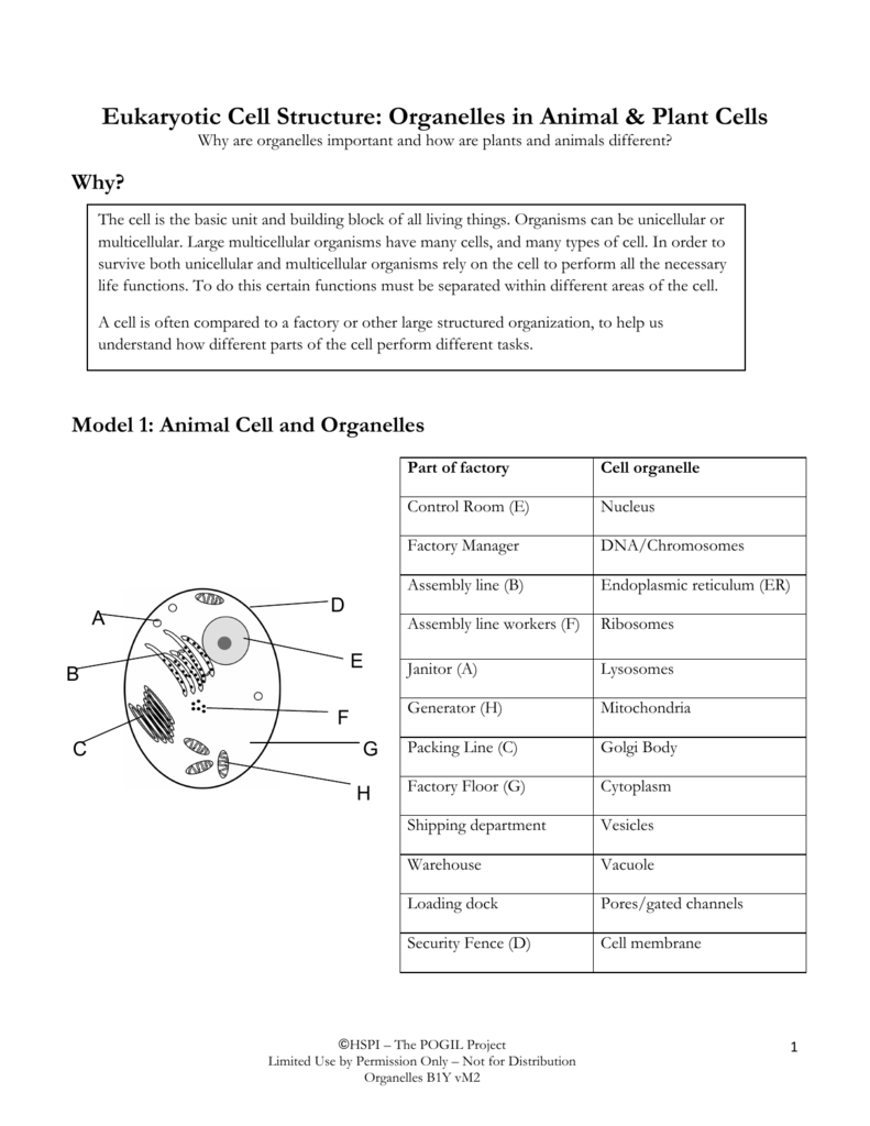 Cell Size Pogil Answers | amulette