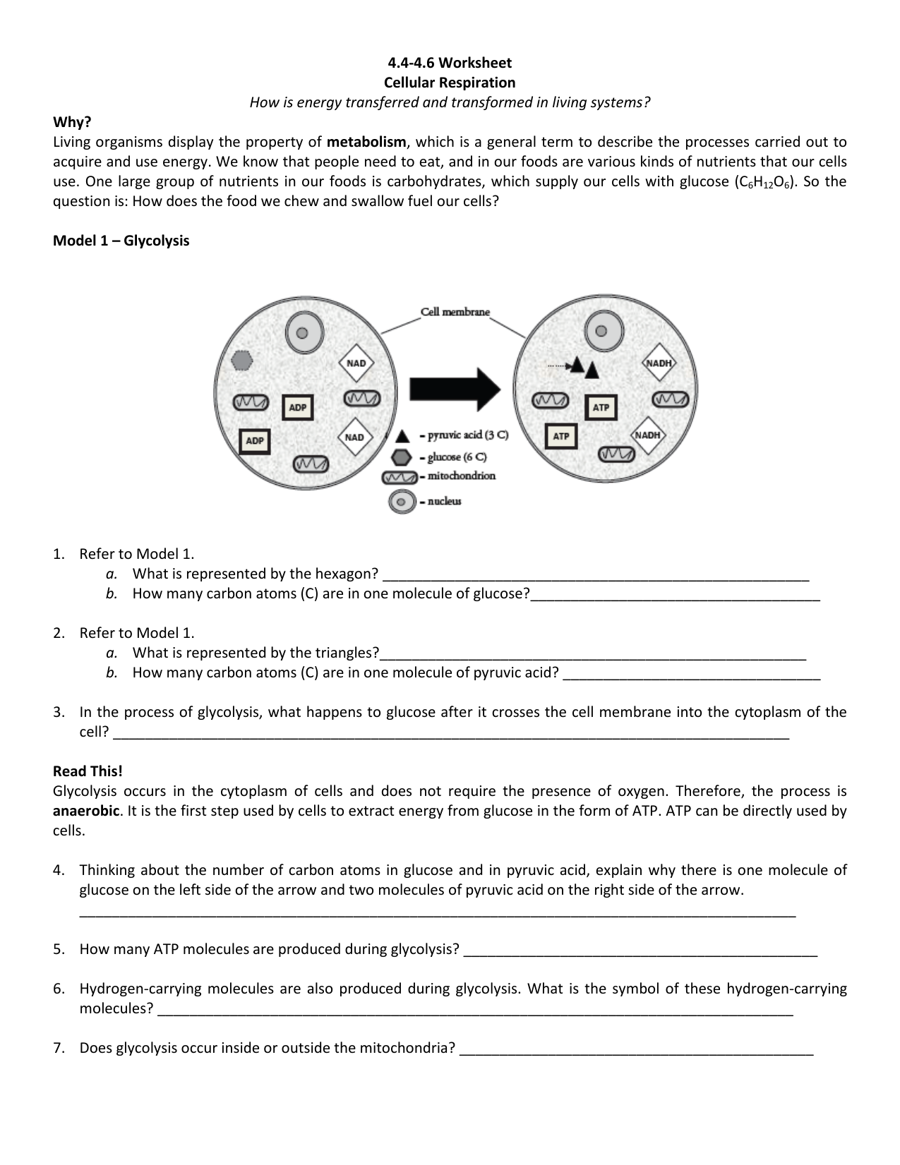 Cellular Respiration Pogil Worksheet Answer Key + My PDF