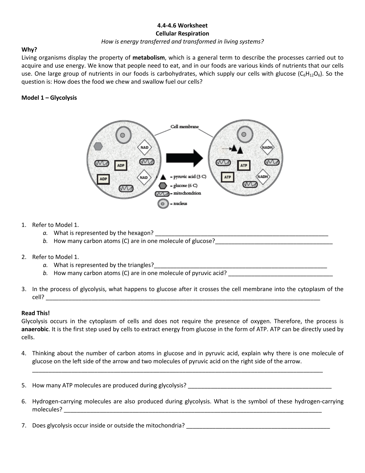 Cellular Respiration Pogil Worksheet Answer Key + My PDF Collection 2021