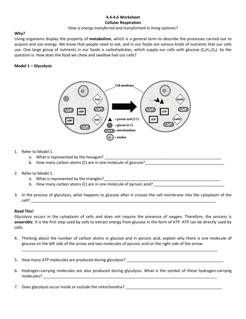 cell-size-pogil-answers-amulette