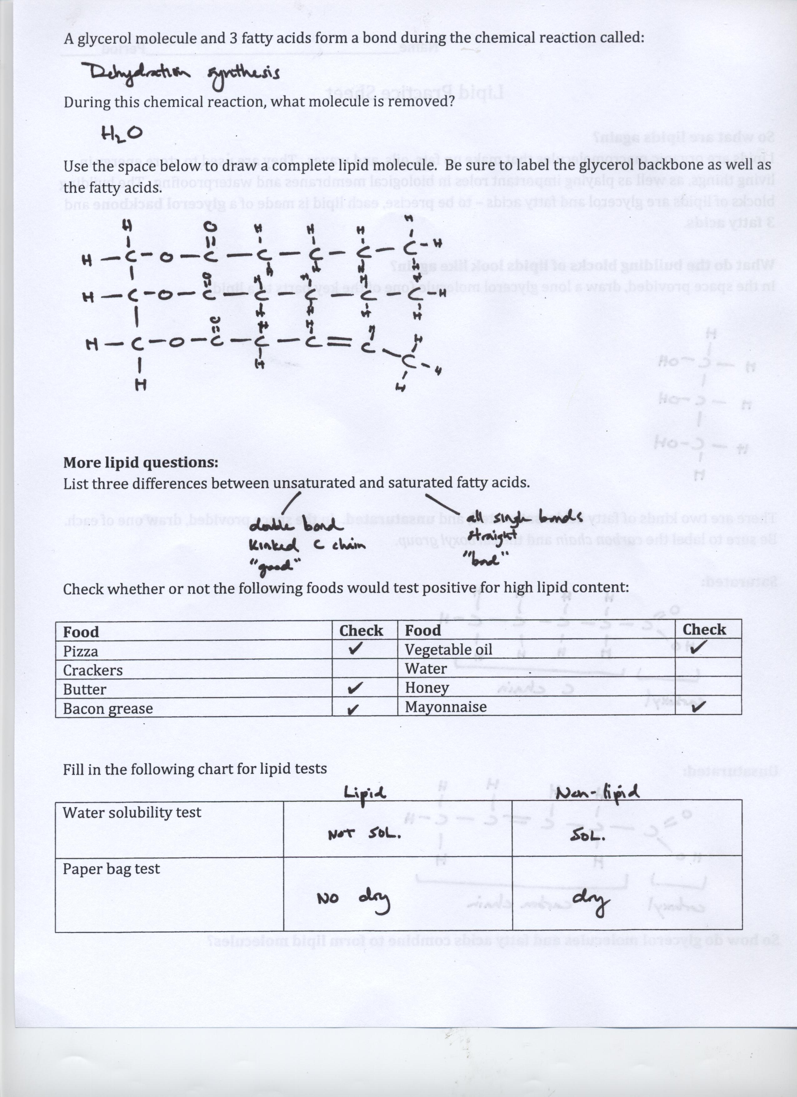 cell-size-pogil-answers-amulette