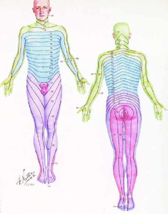 dermatome-chart-amulette