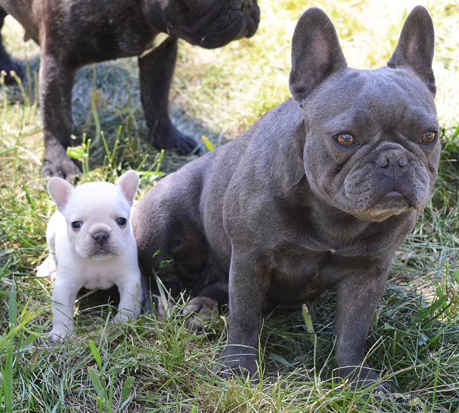 teacup toy bulldog