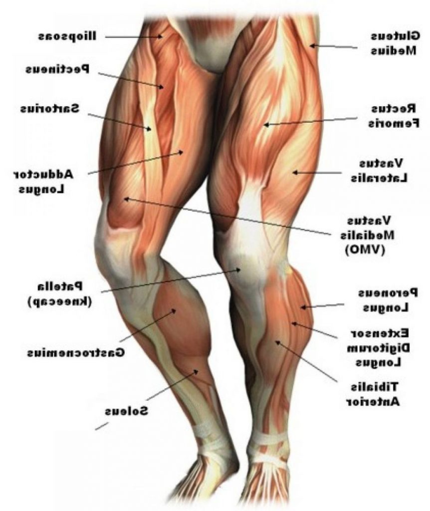 Leg Muscle Anatomy Chart | amulette