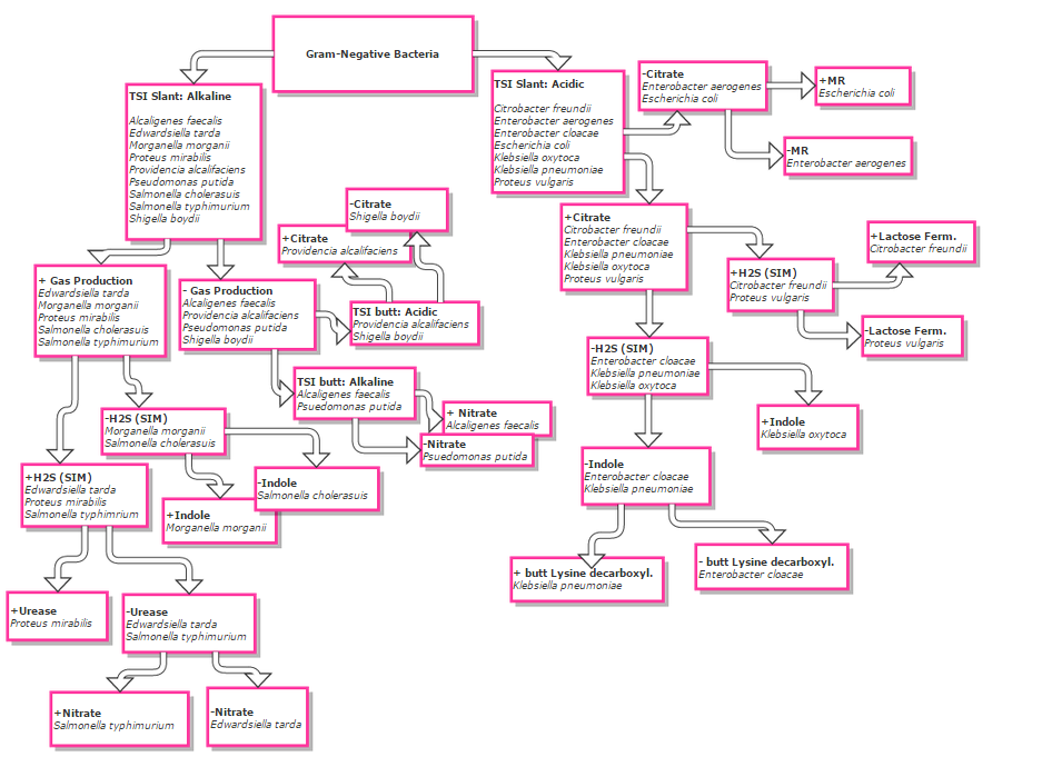 Microbiology Flowchart Unknown Bacteria amulette