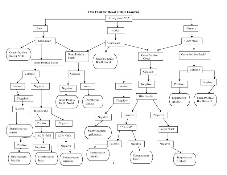Unknown Microbiology Flow Chart Gallery chart design for project