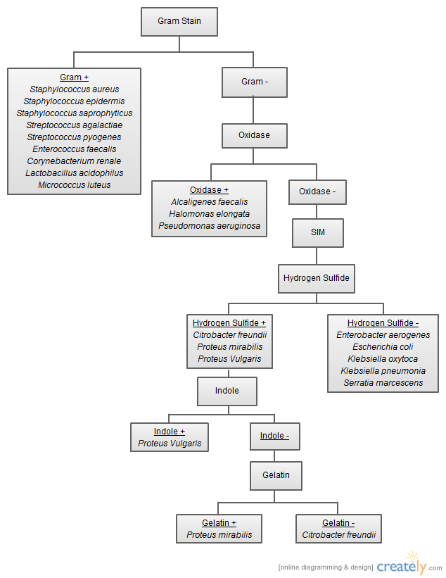 Gram Negative Rods Identification Flow Chart Image collections 