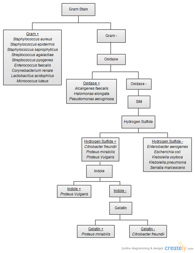 Descriptive Chart Unknown Bacteria