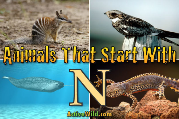 Animals That Start With N: List Of Amazing Animals Beginning With N