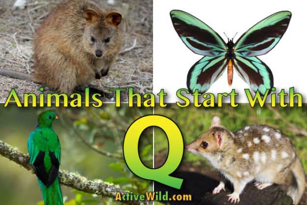 Animals That Start With Q: List Of Amazing Animals Beginning With Q