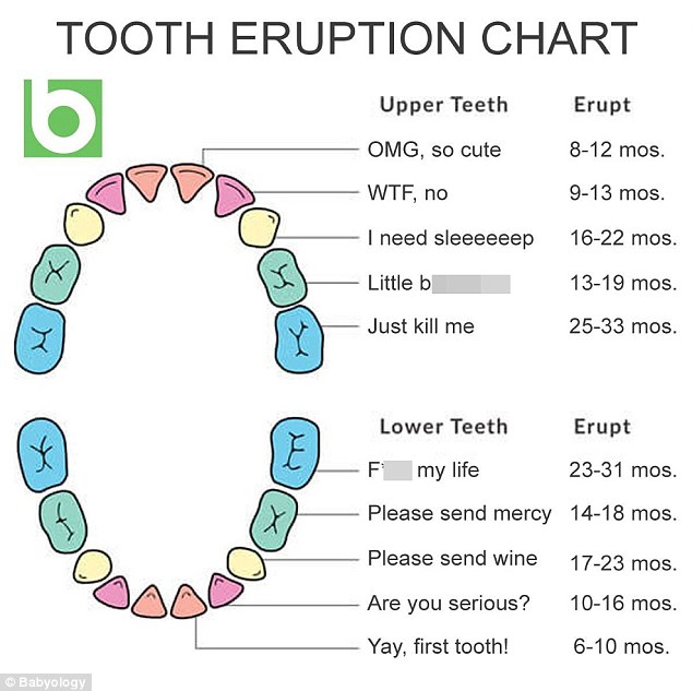 Parents share a Babyology's baby teething chart | Daily Mail Online
