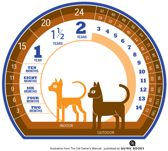 How to Calculate Cat Years to Human Years Catster