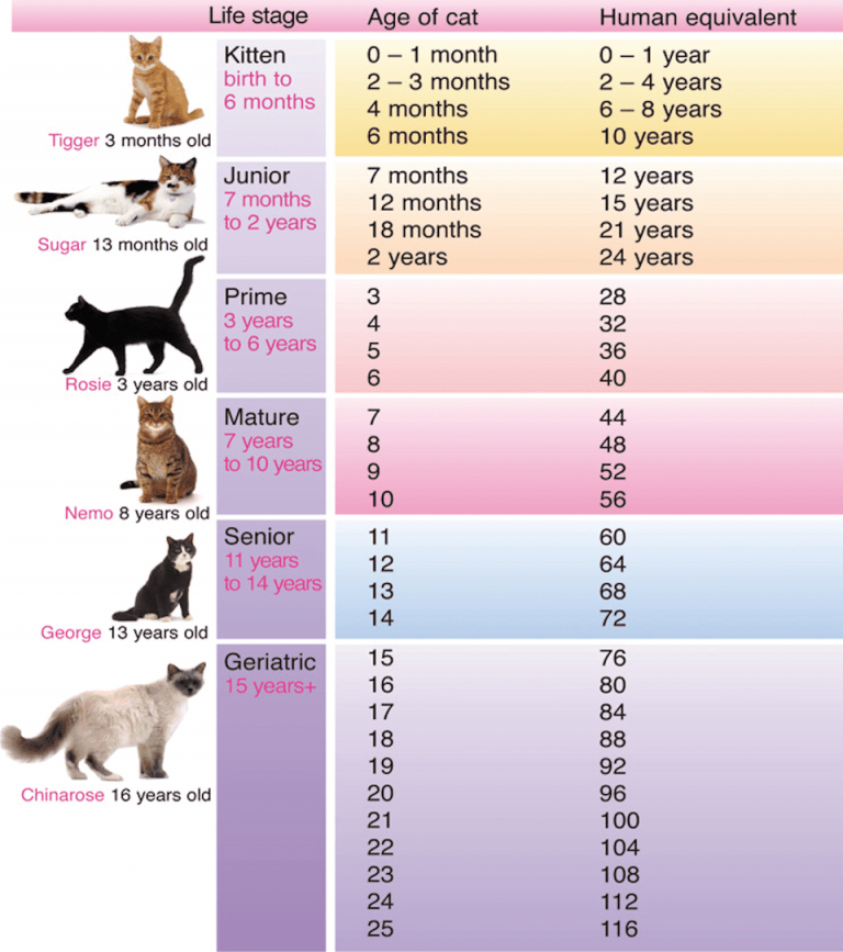 Cat Years To Human Years Chart | amulette