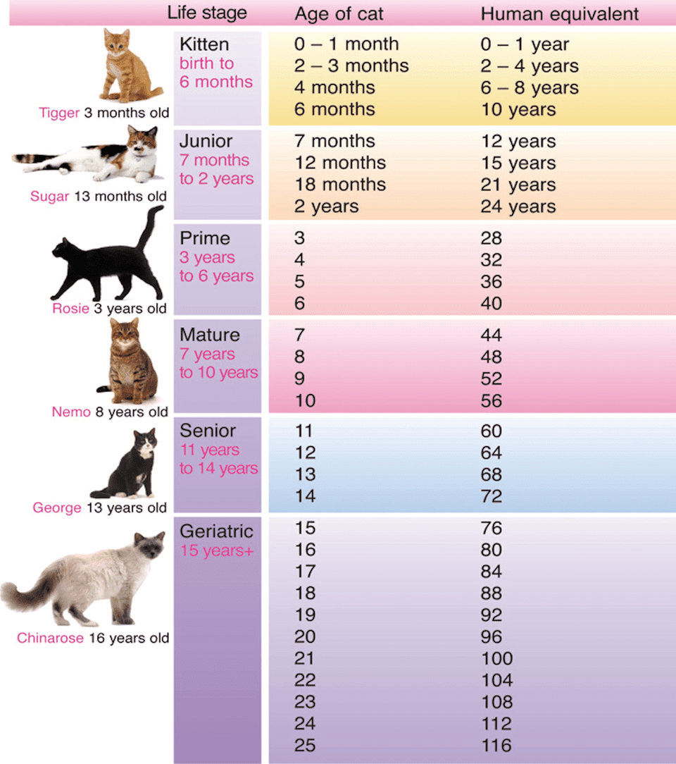 cat years age chart Cypru.hamsaa.co