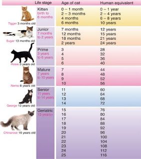 Cat Years to Human Years Comparison Chart: With this in mind you 