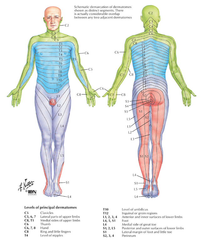 Dermatome Map of the Body