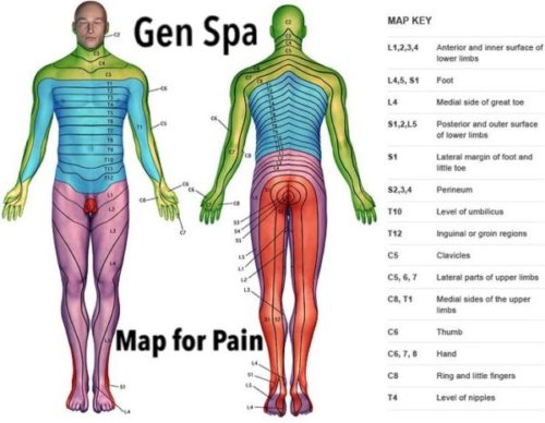 Dermatome Chart of the Human Body to locate the Source of Pain 