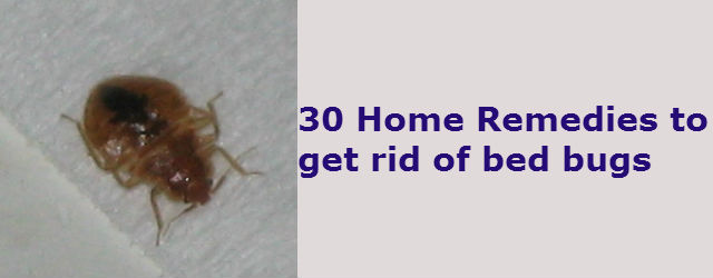 30 Home Remedies to get rid of bed Bugs from your house