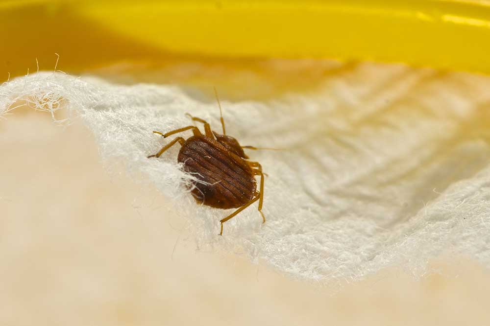 Dryer Sheets Won't Make Bedbugs Bounce Yes Pest Pros, Inc.