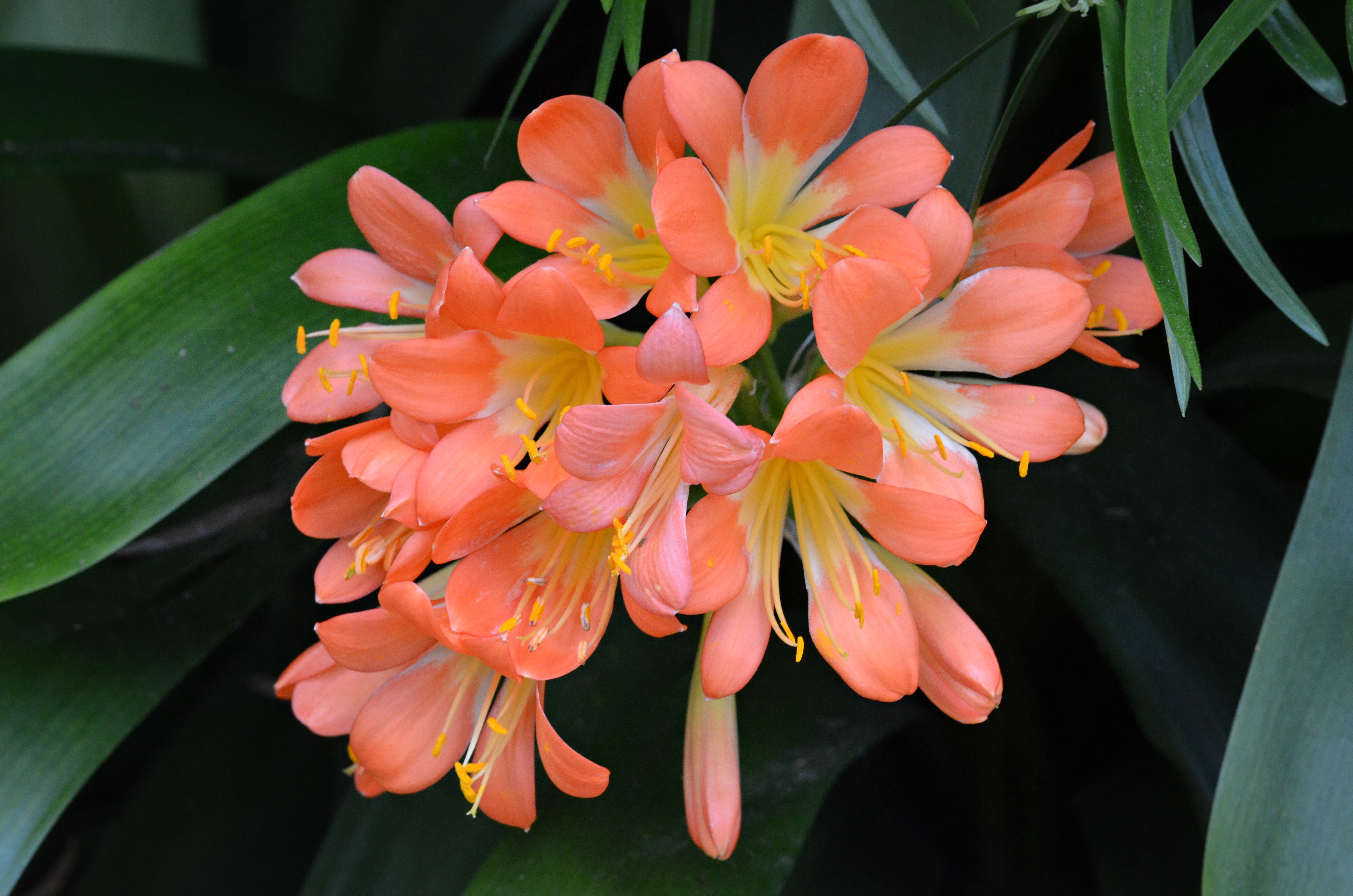 File:Clivia miniata orange flowered form Flowers. Wikimedia 