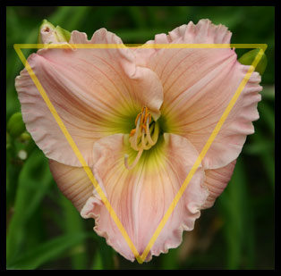 The Daylily Dictionary: Flower Forms