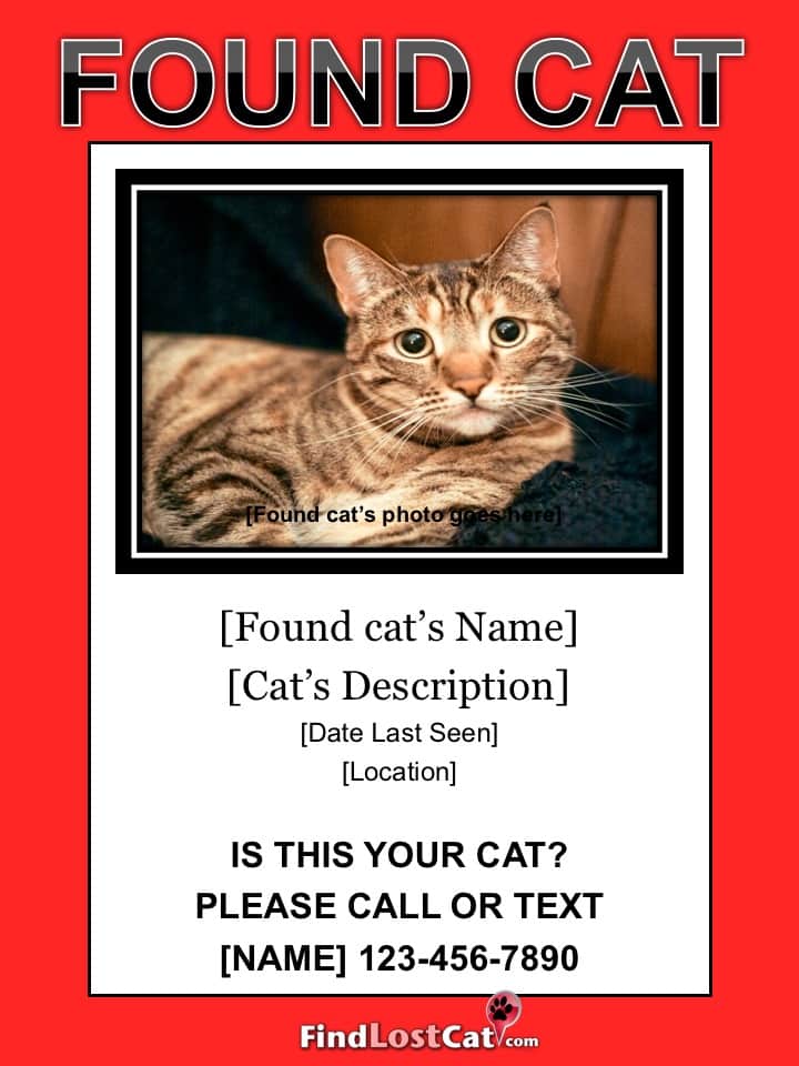 Lost Cat Flyer & Poster Templates Free Downloads