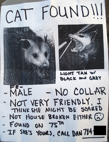 Cat found' poster shows one mean kitty – My Ballard