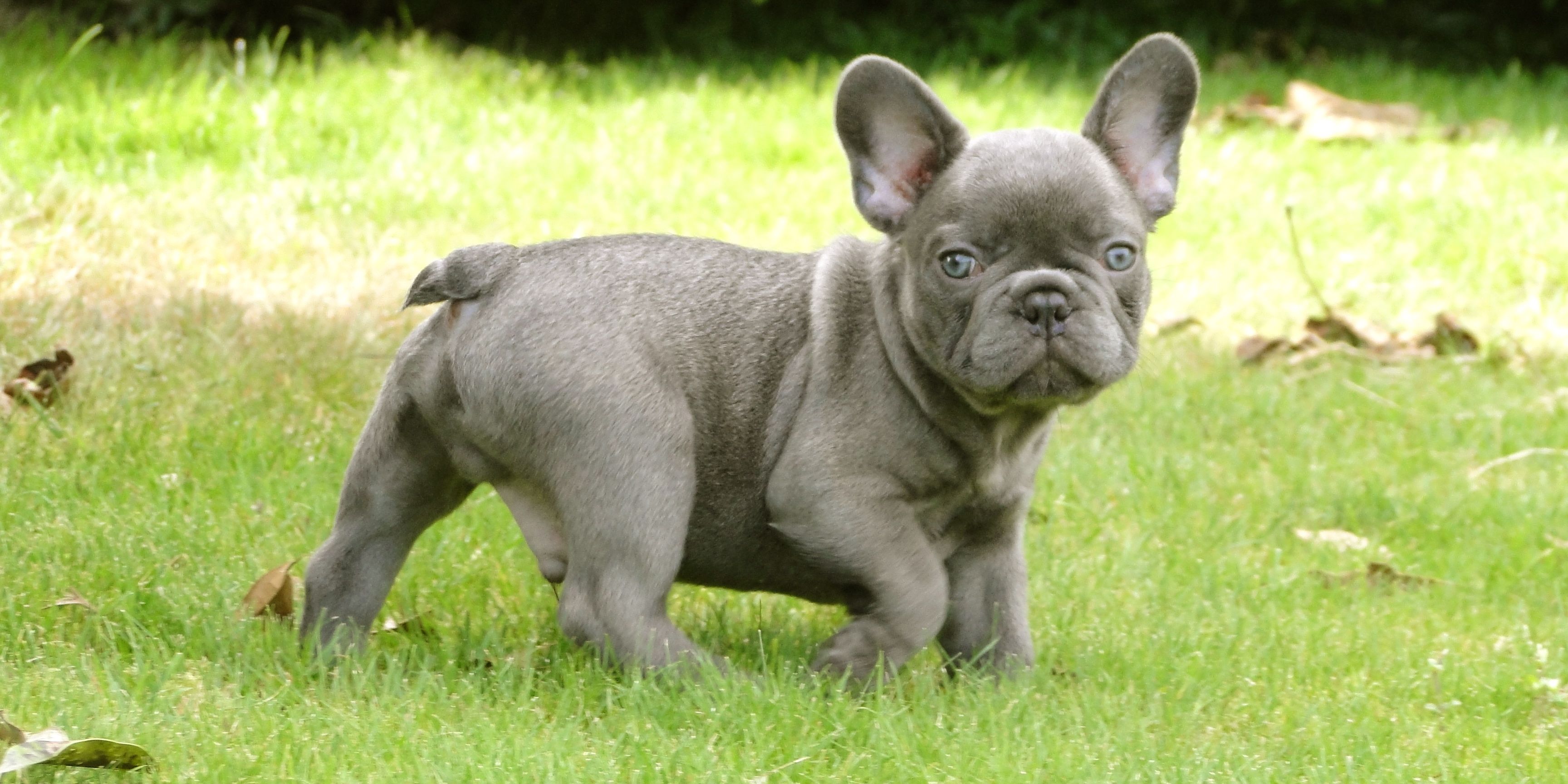 blue frenchie. i'm in love! | Frenchie Love | Pinterest | Teacup 