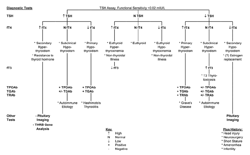 Flow chart of diagnostic tests to evaluate thyroid function 