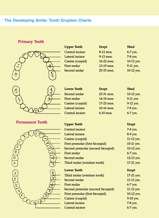 Tooth Eruption Chart amulette