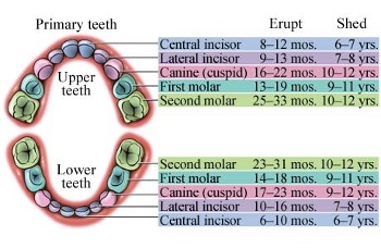 At what age do kids' teeth fall out? Quora