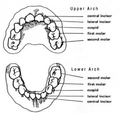 teeth chart by age Koto.npand.co