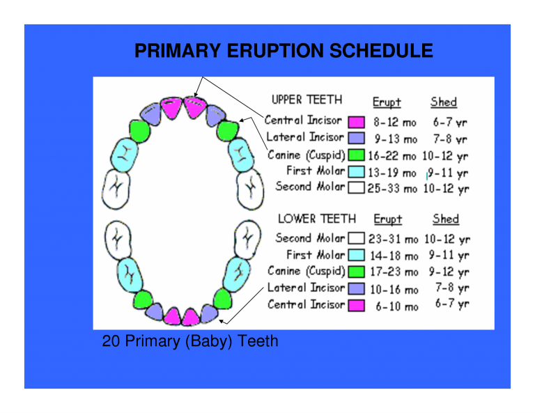 when-do-baby-teeth-fall-out-diagram-amulette