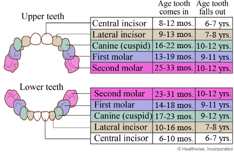 Baby Teeth Come, Then Baby Teeth Go Atkins, Maestrello, Miller 