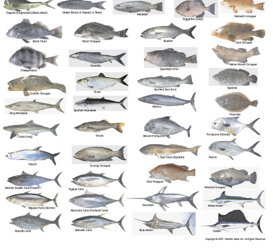 Florida Saltwater Fish Chart | amulette