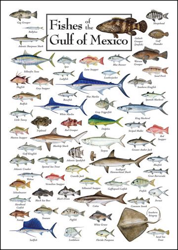Fish of the Gulf of Mexico | Saltwater Fish Chartssniff sniff 