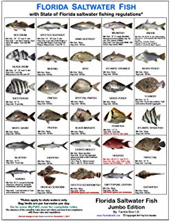 Amazon.com: SW Fish ID 9749091574 Florida Saltwater Fish ID, 10th 