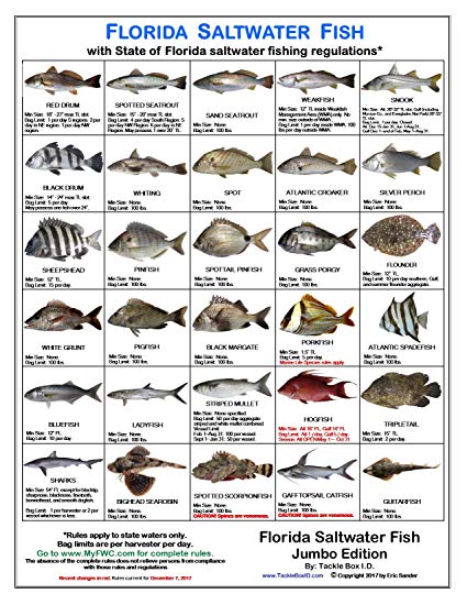 Amazon.: Florida Fish Identification Card Jumbo Edition 