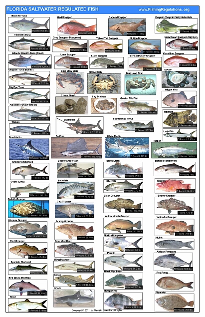 Florida fish posters