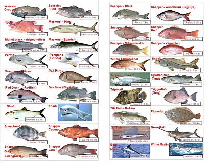 Florida salt water fish ID, Florida fish, Florida Salt Water Fish 