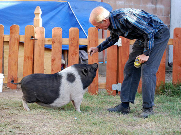 Woman Provides Sanctuary for 'Orphaned' Potbelly Pigs ABC News