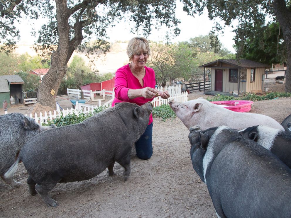 Pot belly pig sanctuary Hungry Herbivores