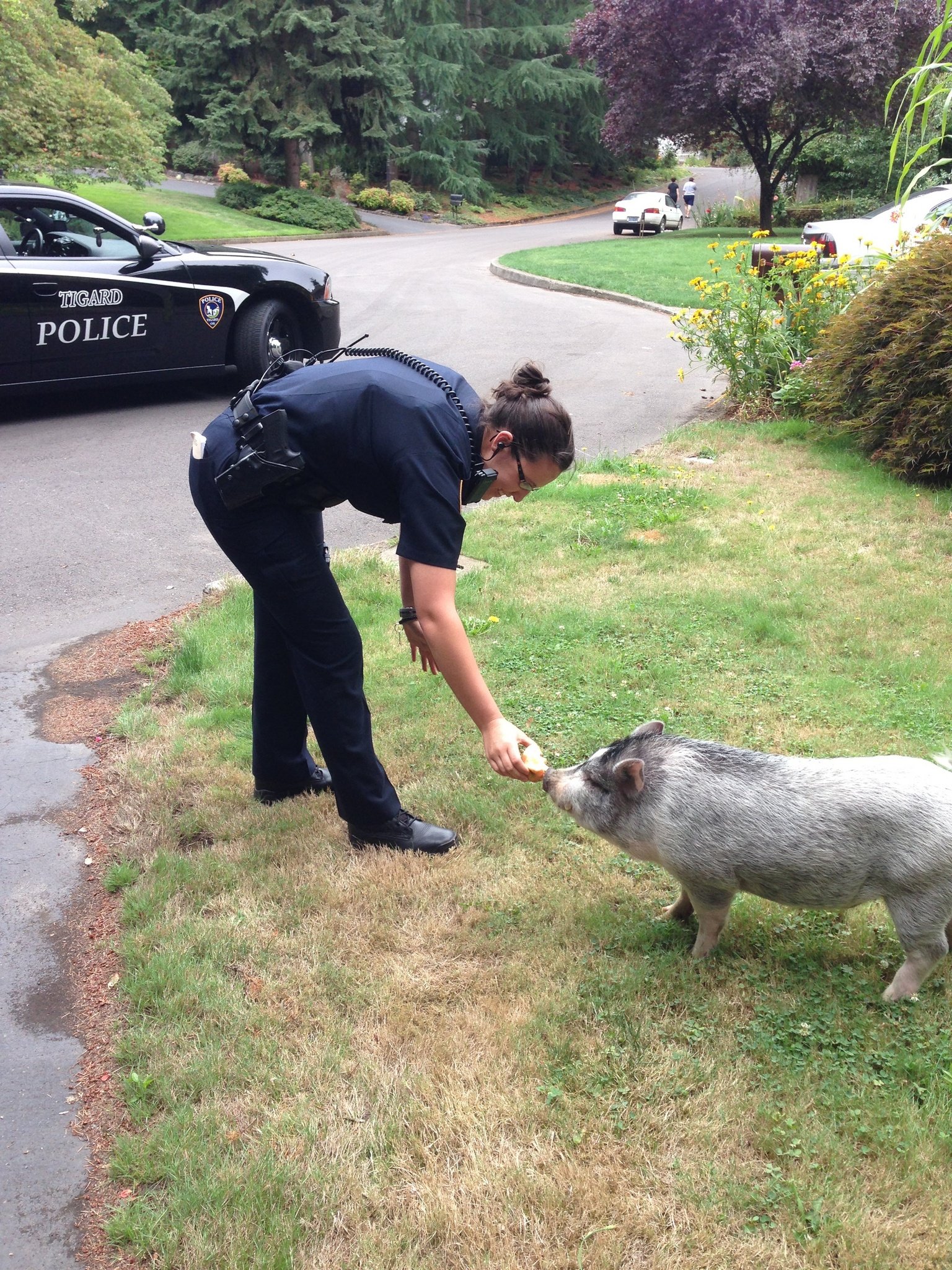 Pot Bellied Pig Unusual pets that are legal to own Pictures 