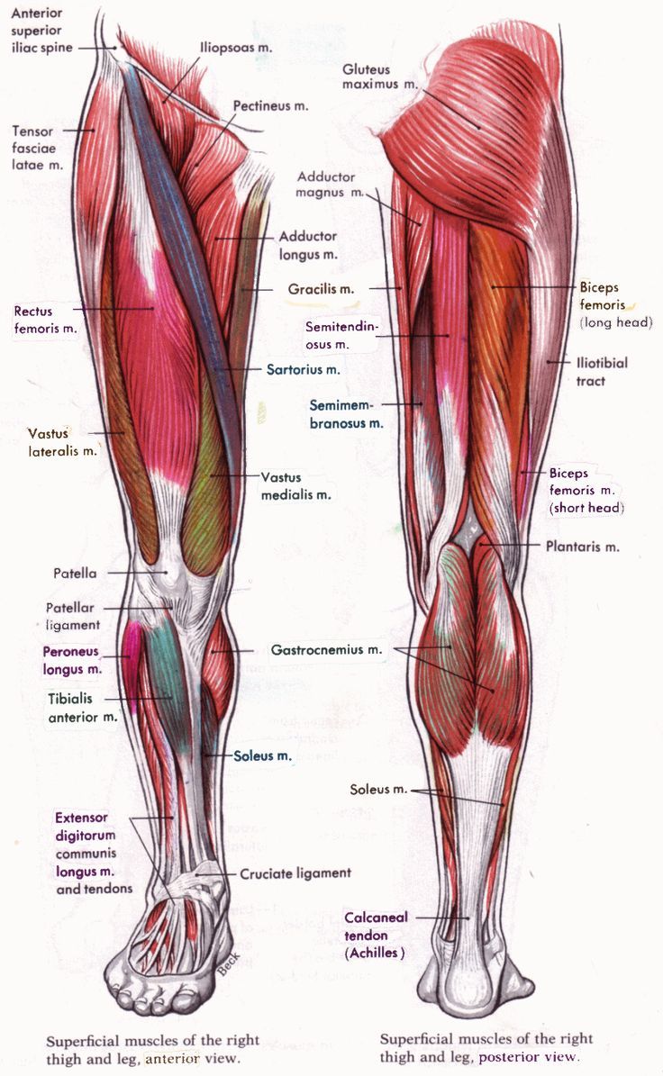 Human Anatomy and Physiology Diagrams: legs muscle diagram 