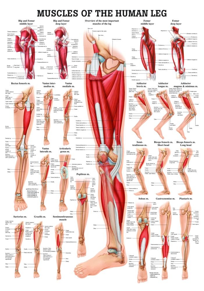 Anatomy Poster Muscles of the Leg
