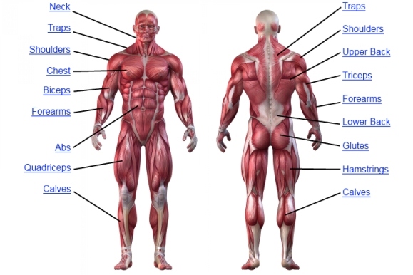 Muscle Anatomy Human Anatomy Chart