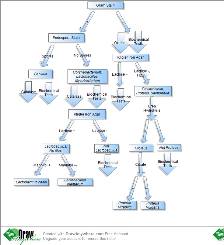 22C: Flowchart for Bacterial Unknown Biology LibreTexts