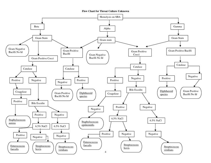 Microbiology Flowchart Unknown Bacteria amulette