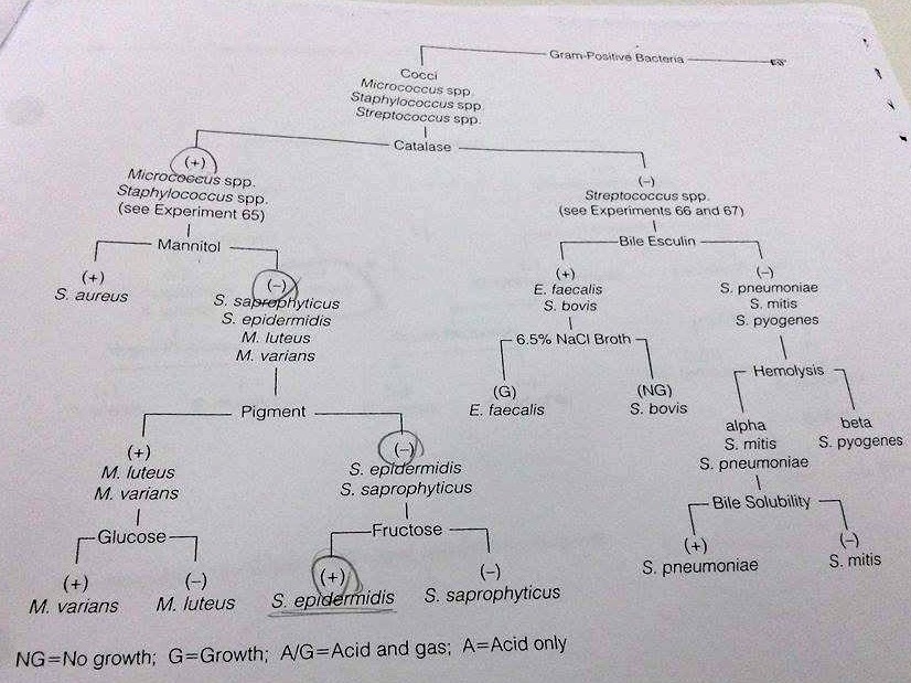 Microbiology Lab Flow Chart